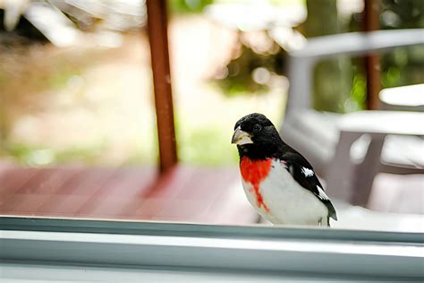 why are fake birds chirping outside my house